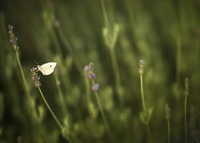 度假居 迪莫拉格拉齐亚度假屋 *